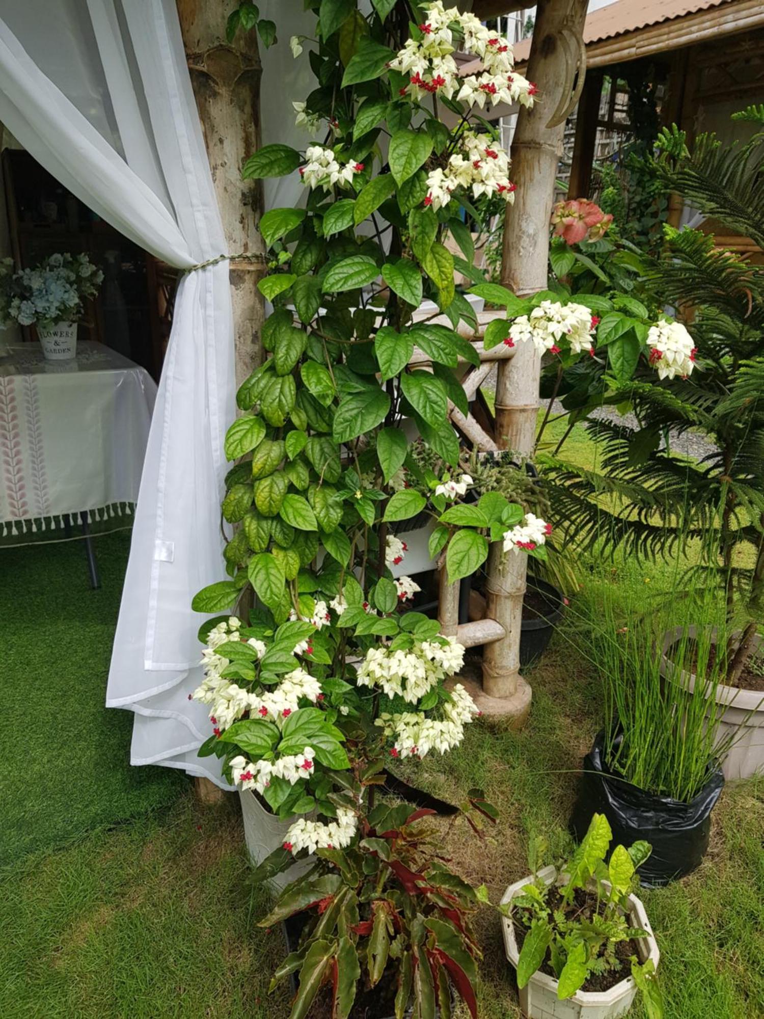 Hidden Haven Coron Exterior foto